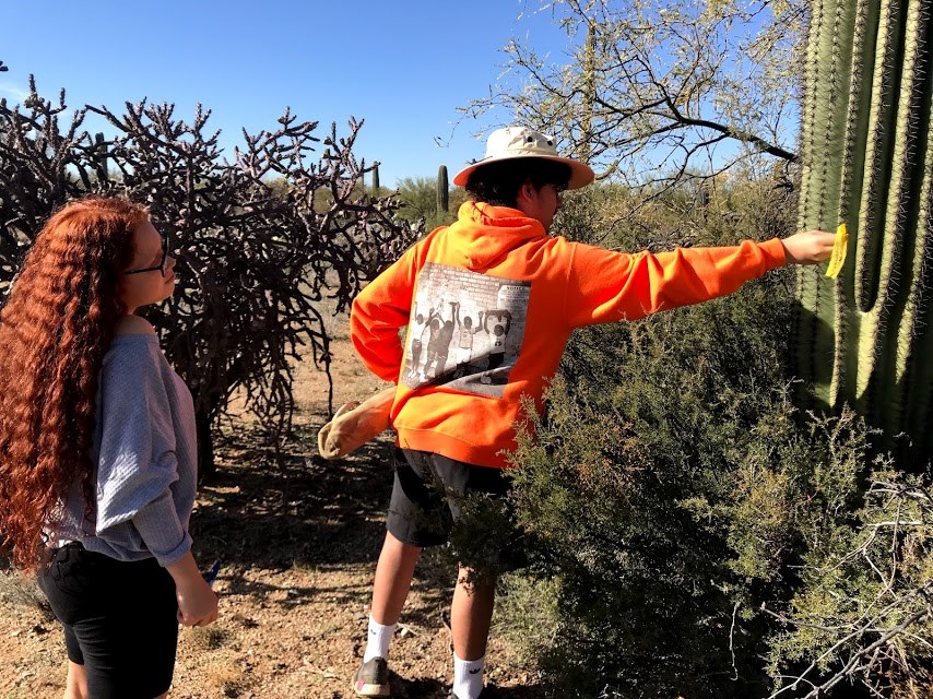 A student sliding a yellow flag through the spines of a saguaro.