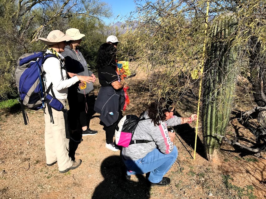 A student volunteer holding a yellow folding ruler next to a saguaro to measure its height.