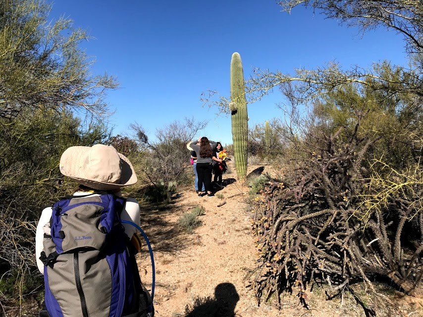 Park staff using a clinometer to find the height of a saguaro ten meters away from her.