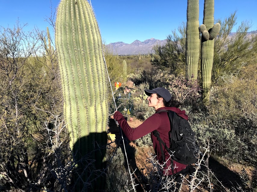 A woman holding a white folding ruler next to a saguaro.