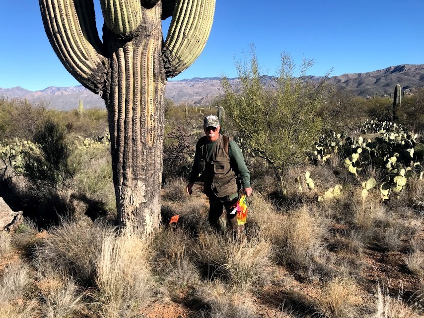 A volunteer standing next to a flagged saguaro.