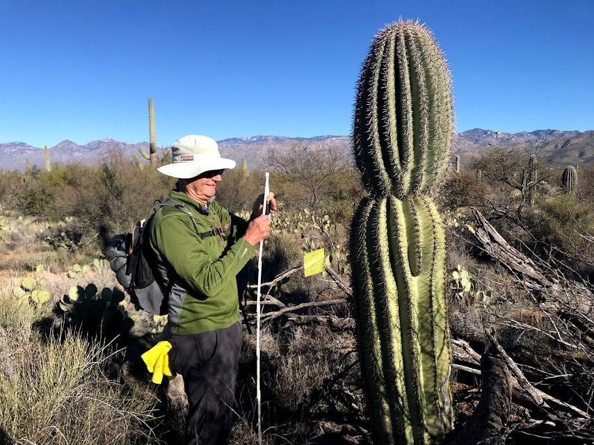 A volunteer unfolding a measuring stick. Next to him is a saguaro with yellow flag.