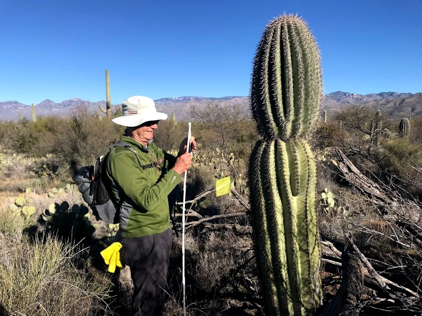 Measuring the height of a saguaro A volunteer unfolding a measuring stick. Next to him is a saguaro with yellow flag.