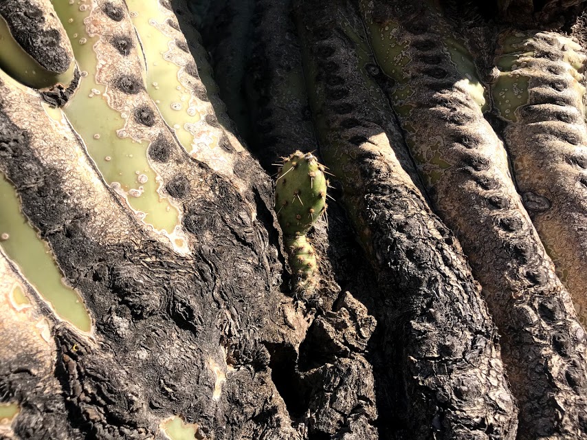 A prickly pear growing on a saguaro.