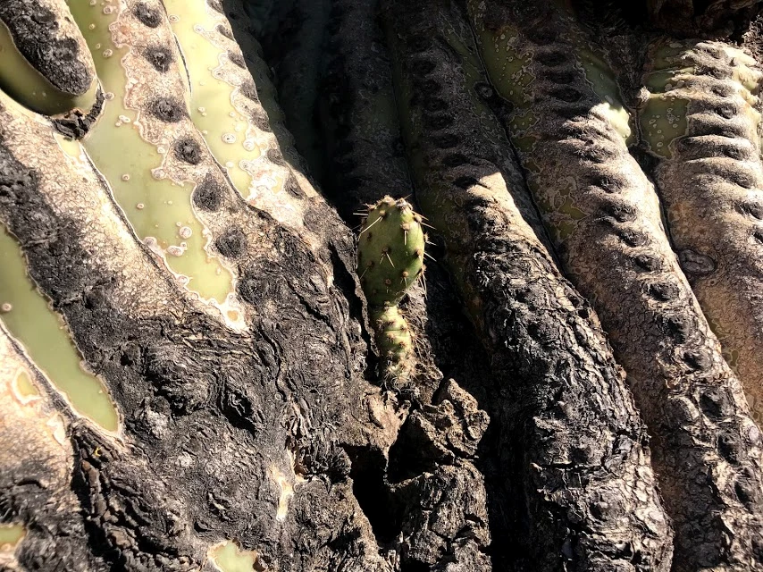 A prickly pear growing on a saguaro A prickly pear growing on a saguaro.