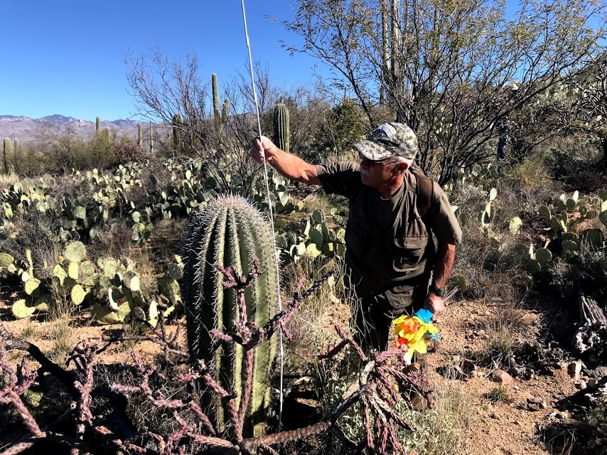 A volunteer measuring the height of a short saguaro.