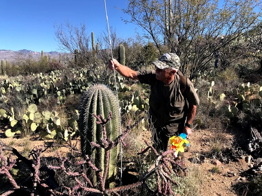 Individual Volunteers A volunteer measuring the height of a short saguaro.