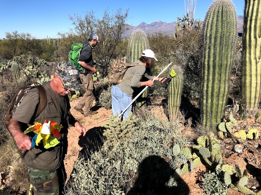 A volunteer finding the coordinates of a saguaro using a GPS device.