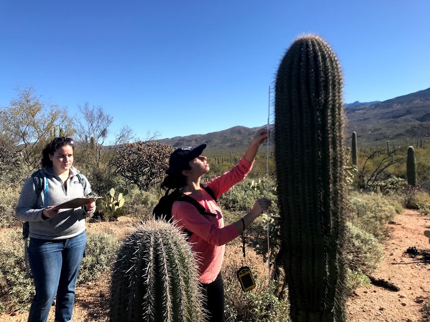 A volunteer measuring the height of a saguaro.
