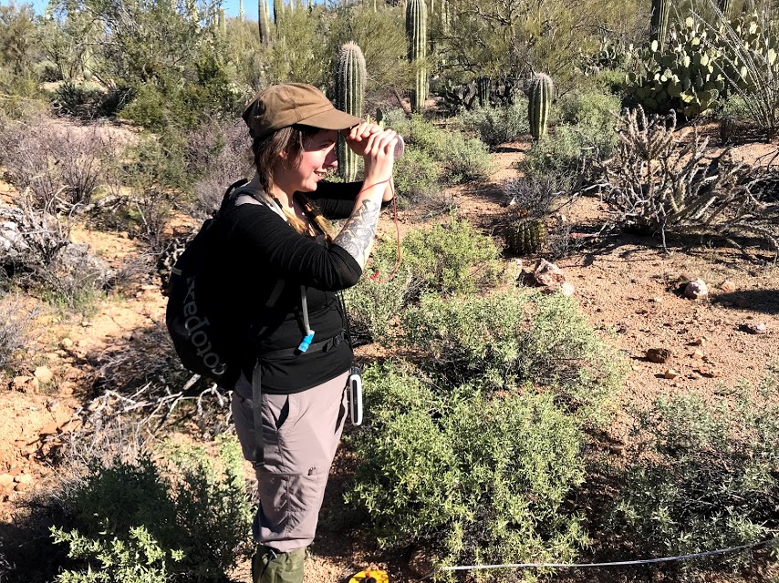 Volunteer uses clinometer to measure saguaro