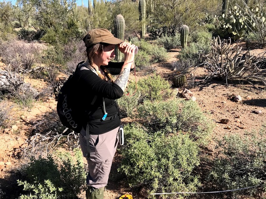 Volunteer uses clinometer to measure saguaro