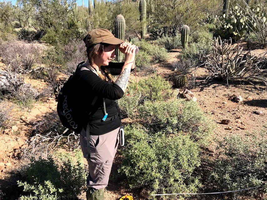 Volunteer uses clinometer to measure saguaro Volunteer uses clinometer to measure saguaro
