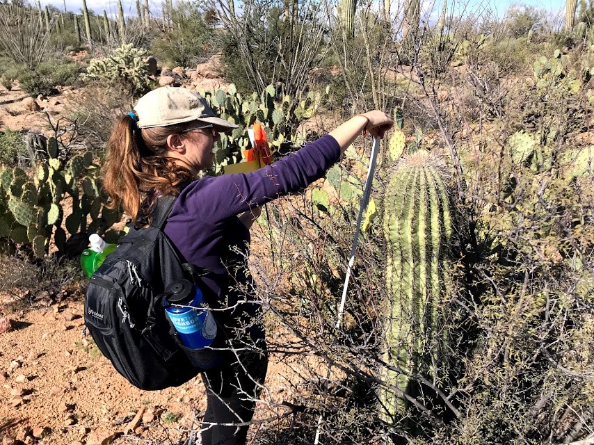Volunteer measures saguaro with meter stick
