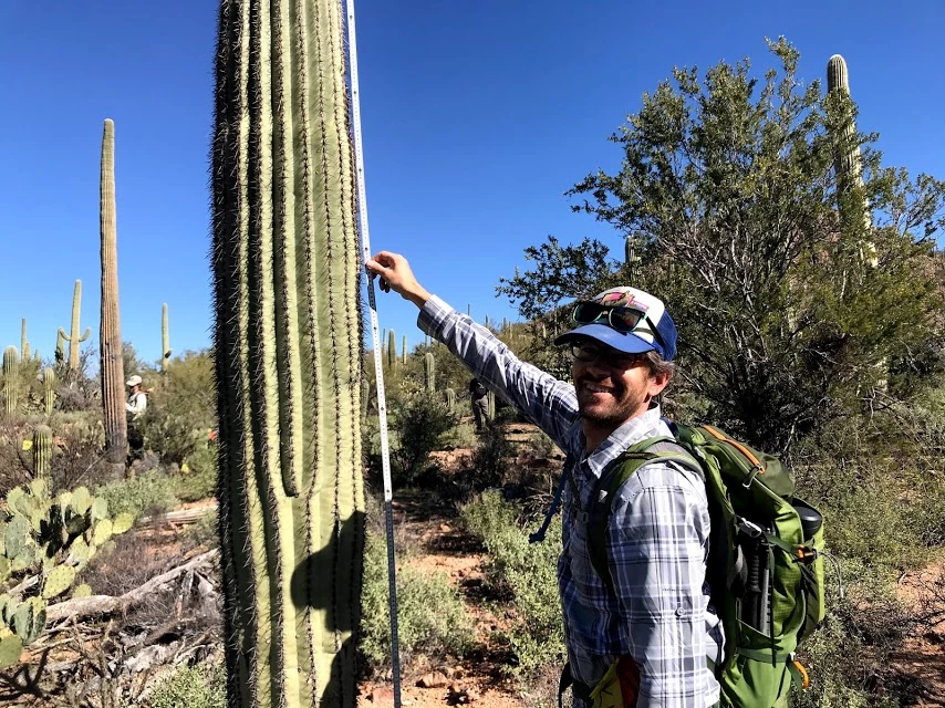 Volunteer measures saguaro with meter stick Volunteer measures saguaro with meter stick