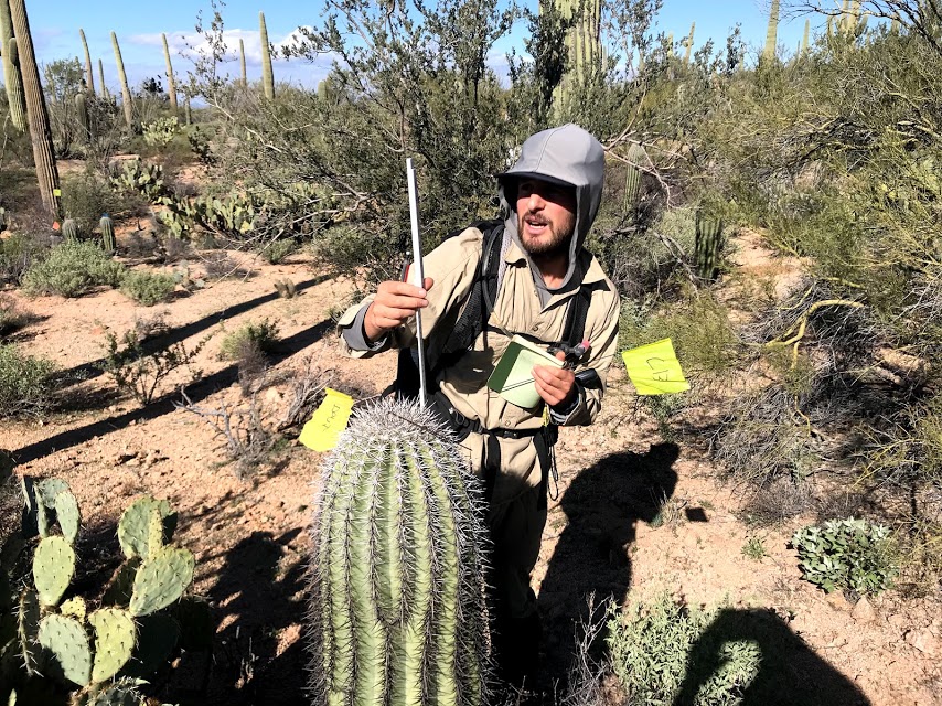 Volunteer measures saguaro with meter stick