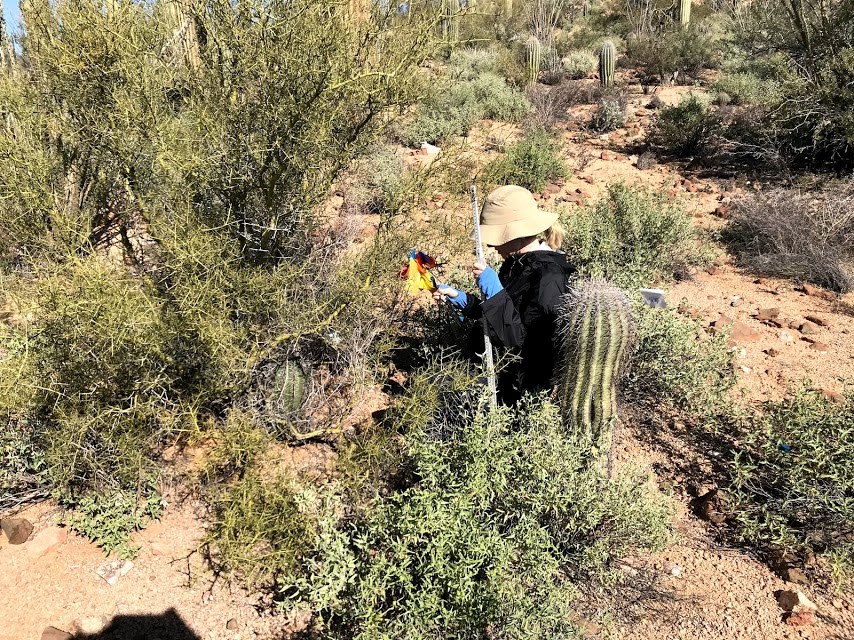 Volunteer crouches to measure small saguaro