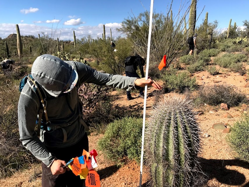 Volunteer measures saguaro with meter stick