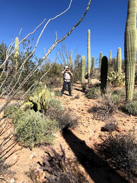 Volunteer uses clinometer to measure saguaro Volunteer uses clinometer to measure saguaro
