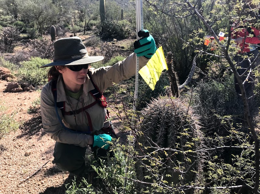 Volunteer crouches to measure small saguaro