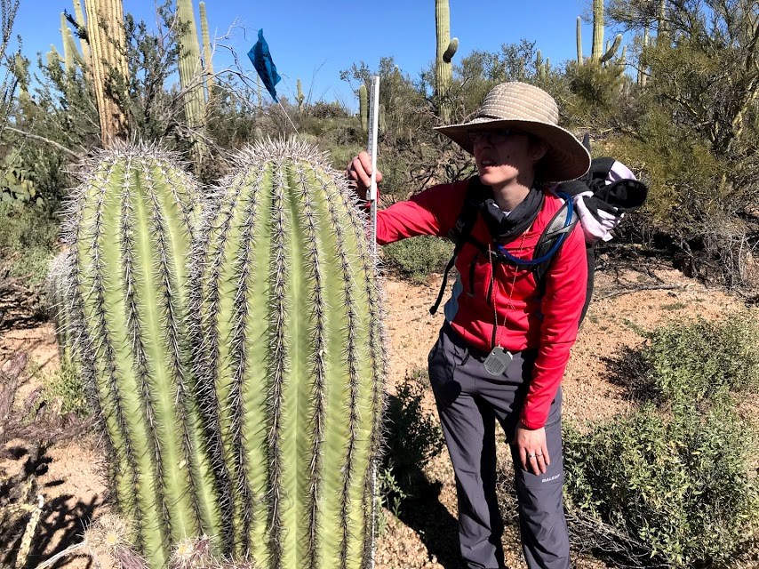 Volunteer measures twin saguaro with meter stick
