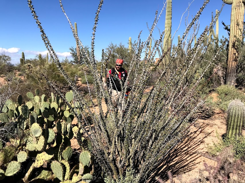 Volunteer seen through ocotillo branches