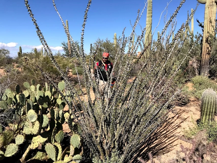 Volunteer seen through ocotillo branches Volunteer seen through ocotillo branches