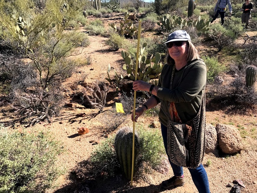 Volunteer measures saguaro with meter stick