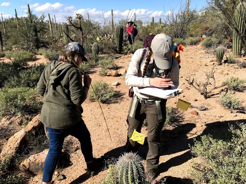 Park staff records saguaro census data on clipboard