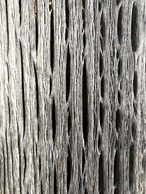 Dead saguaro reveals texture of ribs