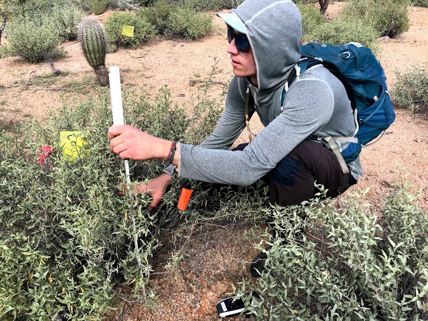 Volunteer measures small saguaro hidden in bursage shrub