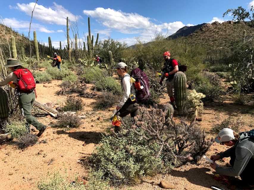 Volunteers work across saguaro census plot