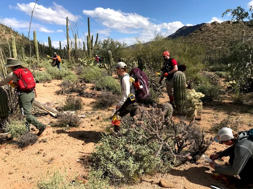 Volunteers work across saguaro census plot Volunteers work across saguaro census plot