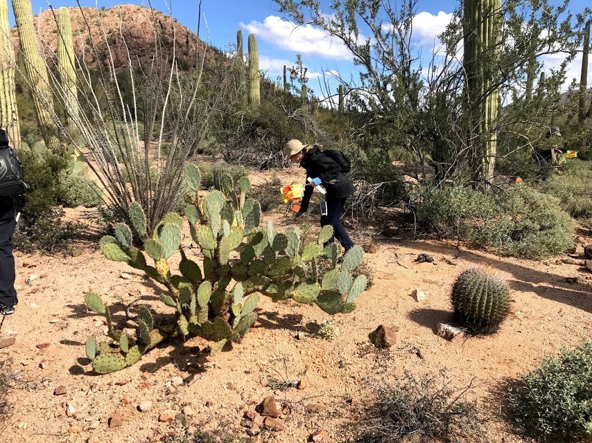 Volunteer carries pin flags to identify surveyed saguaros