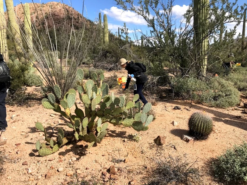 Volunteer carries pin flags to identify surveyed saguaros Volunteer carries pin flags to identify surveyed saguaros