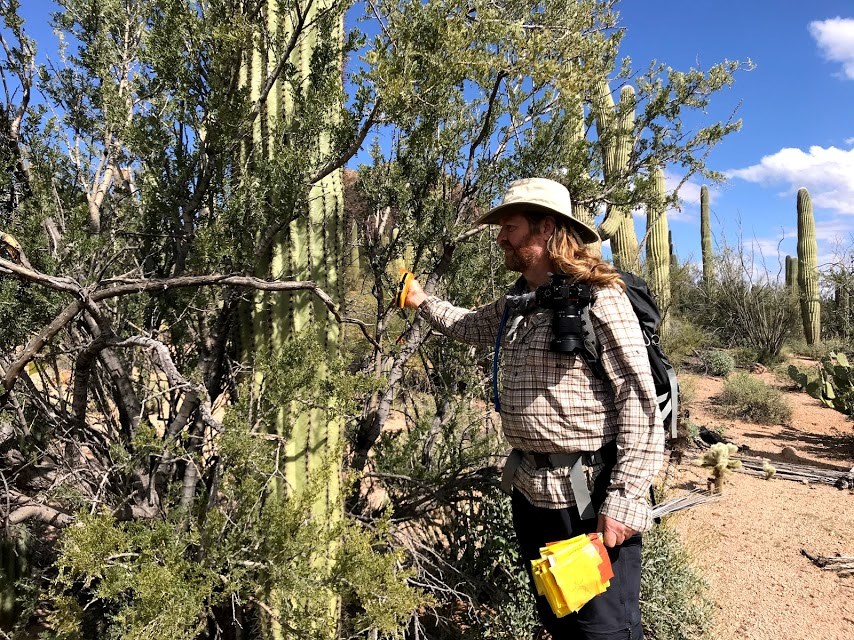 Volunteer reaches through ironwood tree to flag saguaro