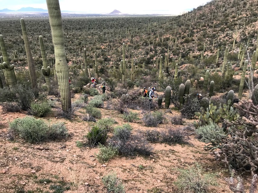 Volunteers work on census plot overlooking forest of cacti