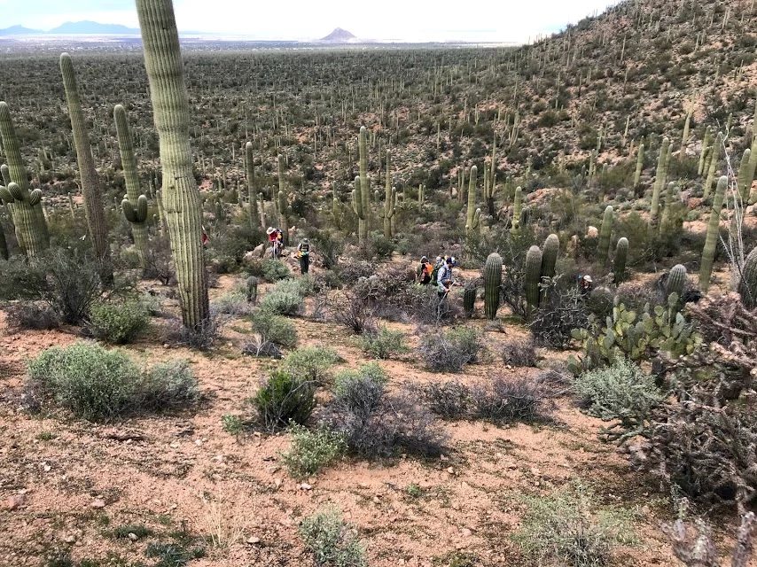 Volunteers work on census plot overlooking forest of cacti Volunteers work on census plot overlooking forest of cacti