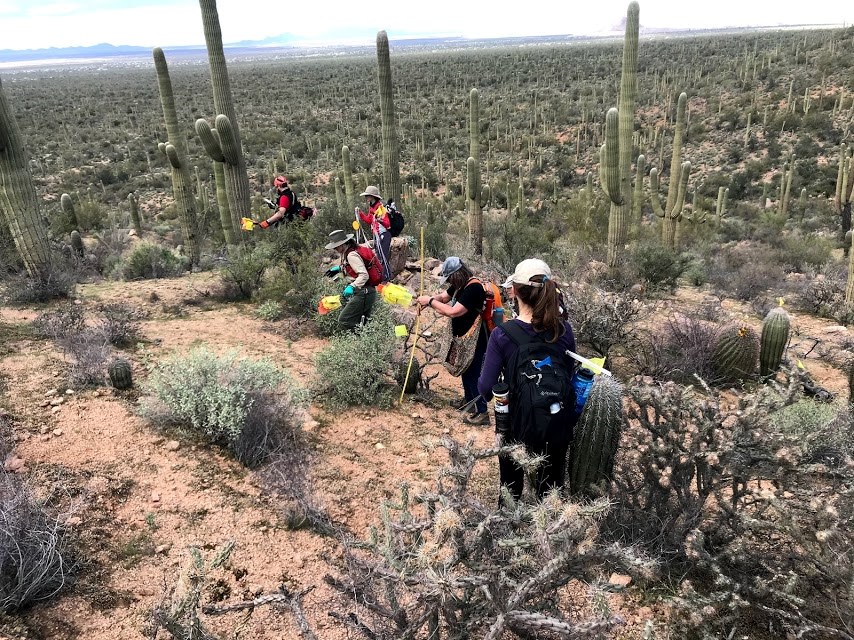 Volunteers work on census plot overlooking forest of cacti