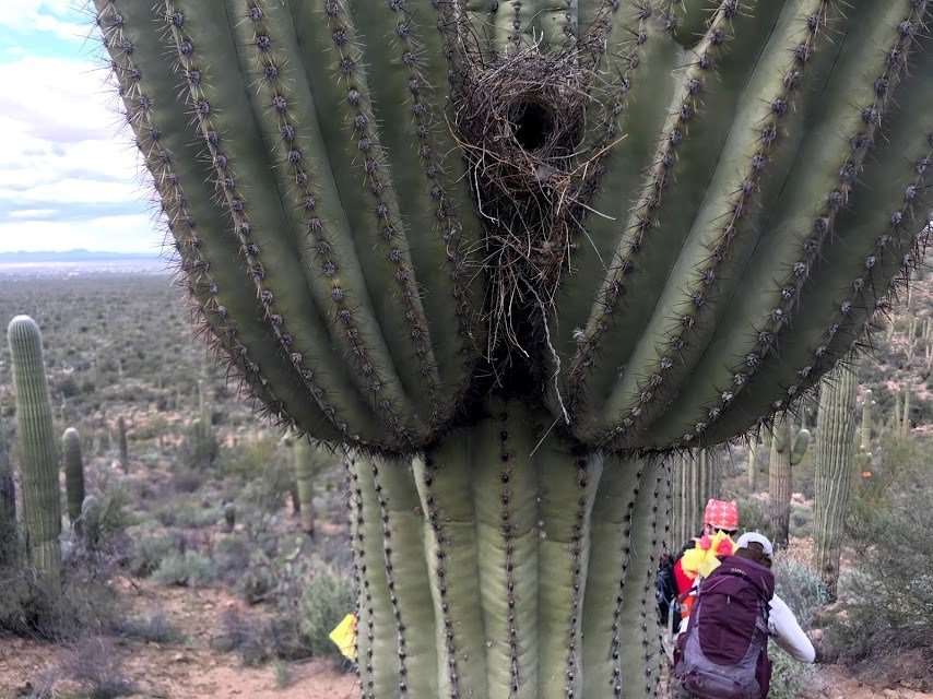 Bird nest found in nook between saguaro arms