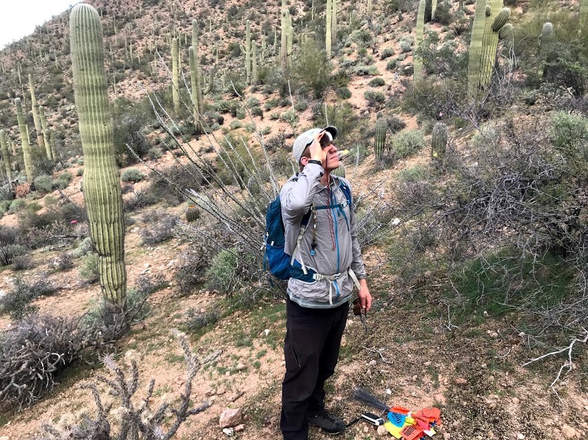 Volunteer looks up through clinometer to measure large saguaro
