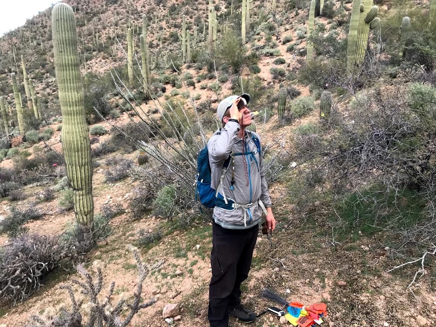 Volunteer looks up through clinometer to measure large saguaro Volunteer looks up through clinometer to measure large saguaro