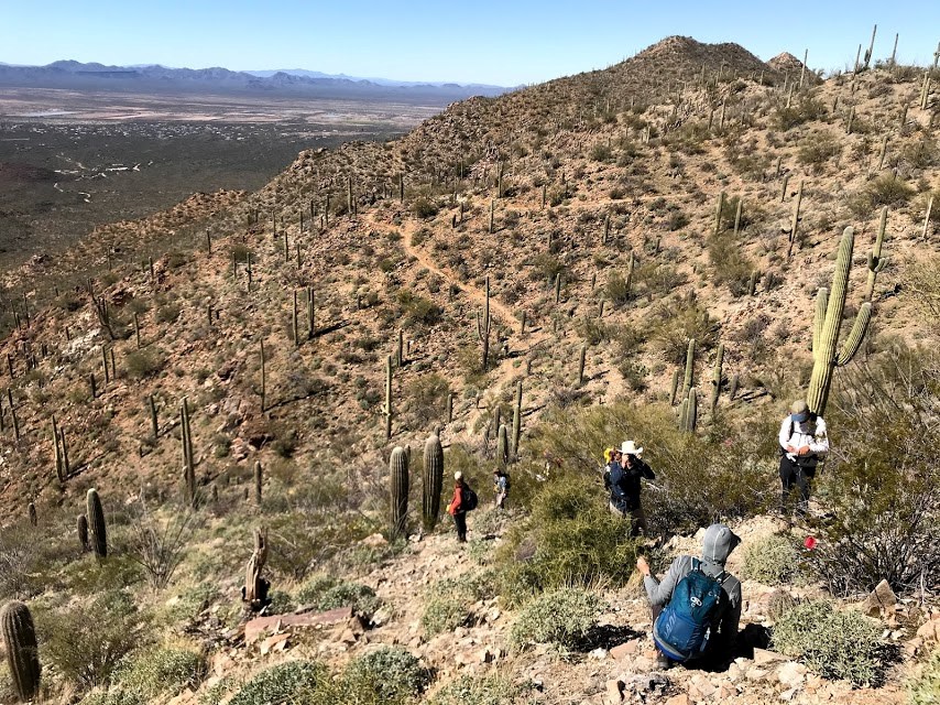 Volunteers work on census plot overlooking forest of cacti and a trail