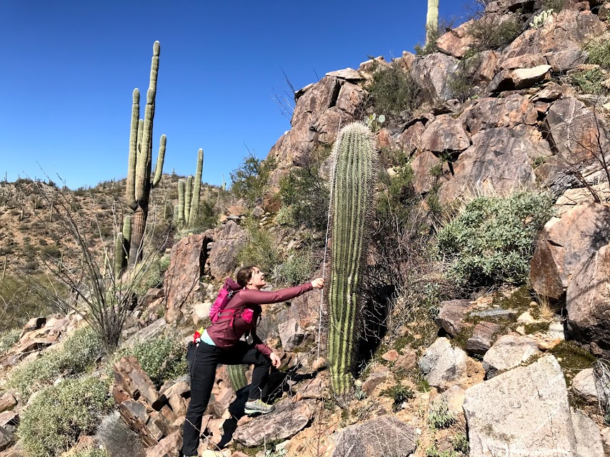 Volunteer reaches to measure saguaro in a rock outcrop
