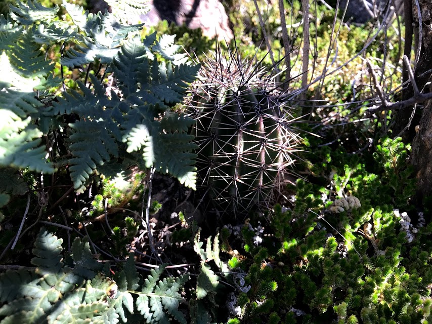 Tiny saguaro hidden in shadows and nestled among ferns and moss
