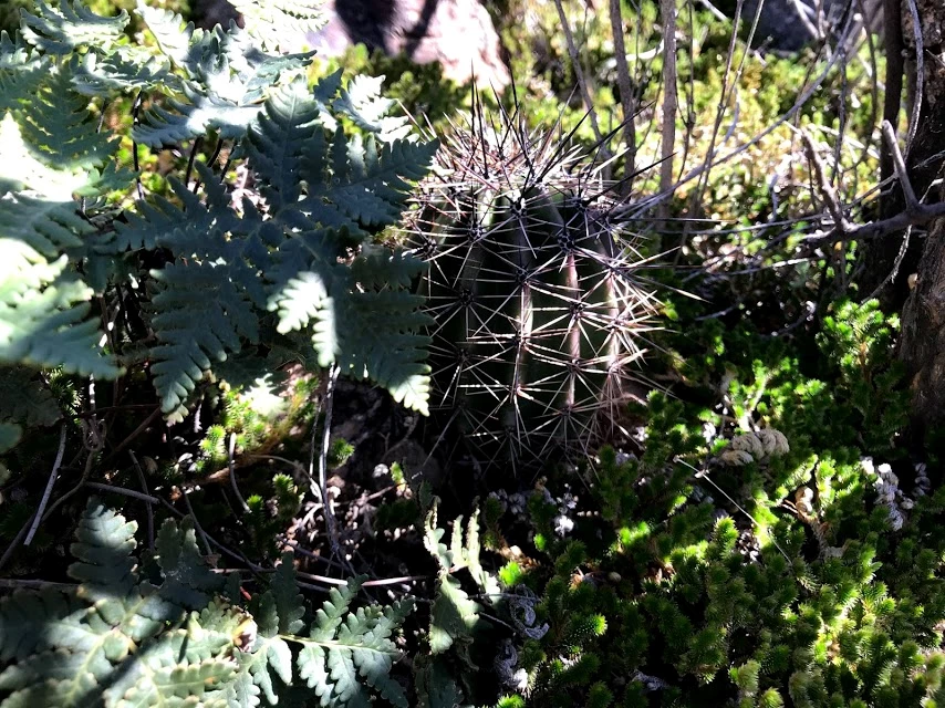 Tiny saguaro hidden in shadows and nestled among ferns and moss Tiny saguaro hidden in shadows and nestled among ferns and moss