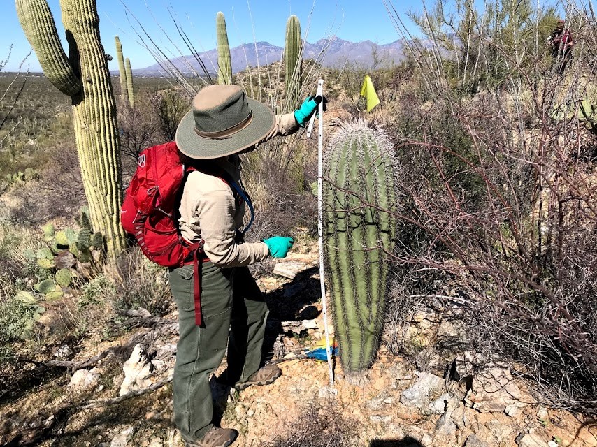A person measuring the height of a saguaro using a folding ruler.