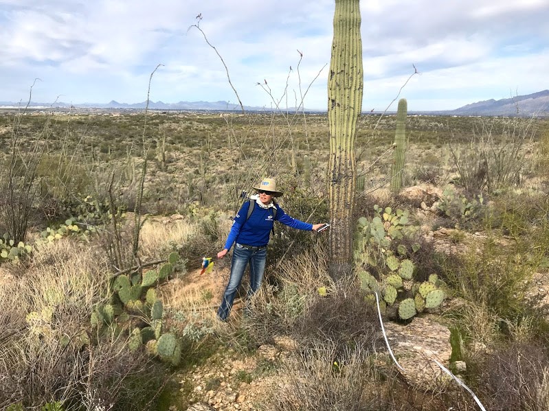 A volunteer holding a GPS device next to a tall saguaro.