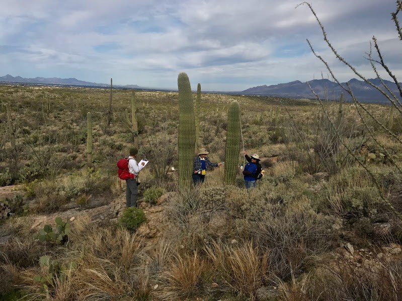 Volunteers on the plot measuring the height of a saguaro and writing down its coordinates.