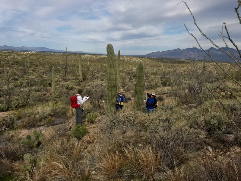 TEP Volunteers on the plot measuring the height of a saguaro and writing down its coordinates.