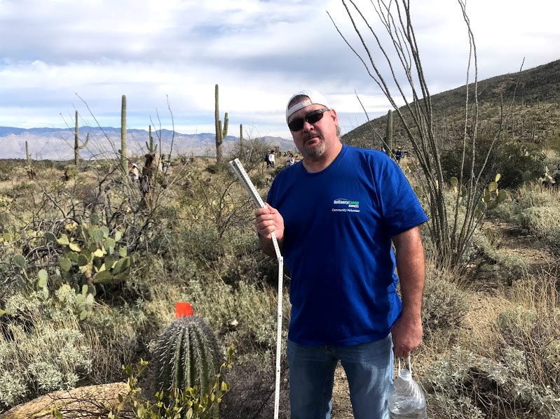 A volunteer holding a measuring stick next to a short saguaro.